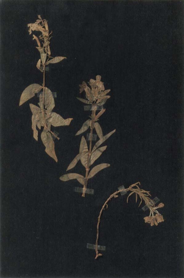 Herbarium